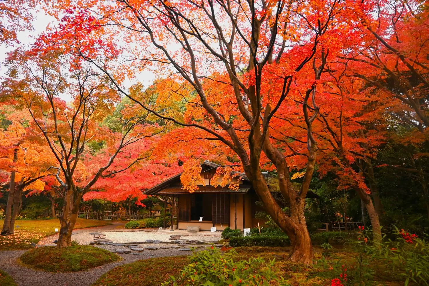 紅葉に包まれた日本庭園の茶室